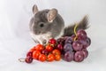 Chinchilla with seasonal food Royalty Free Stock Photo